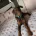 Doberman