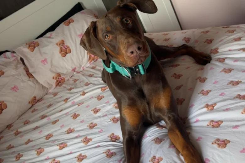 Doberman