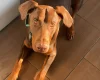 Doberman