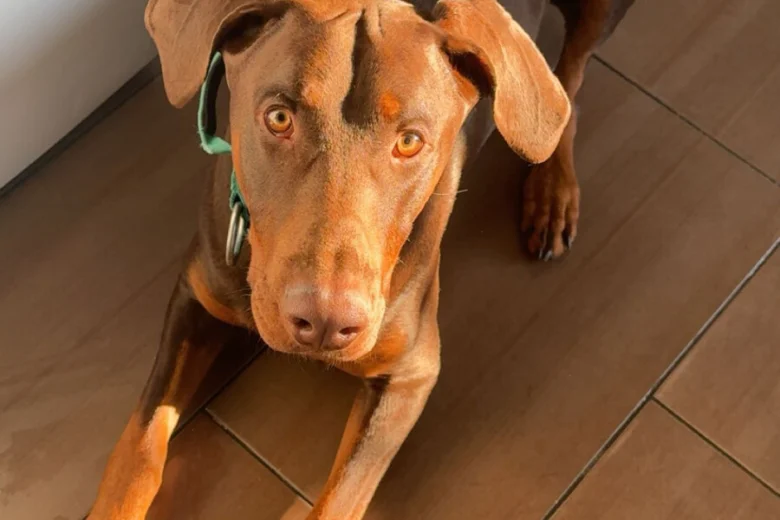 Doberman