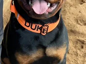 Rottweiler