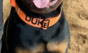 Rottweiler