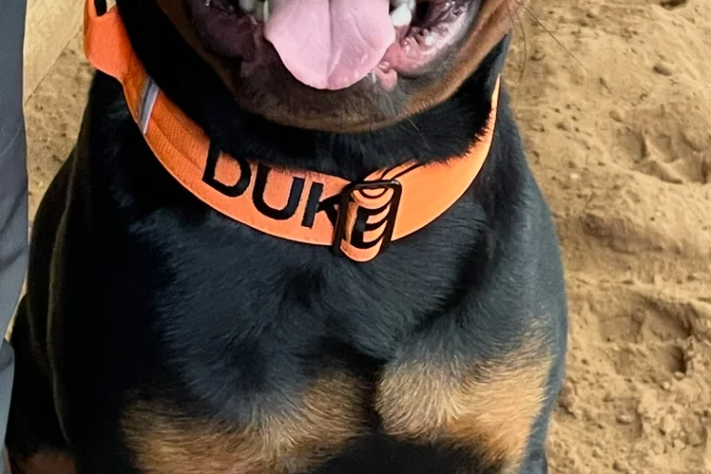 Rottweiler