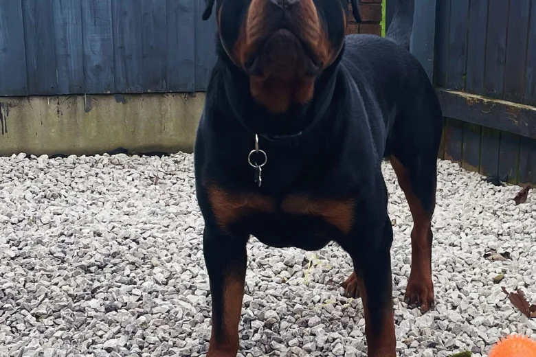 Rottweiler