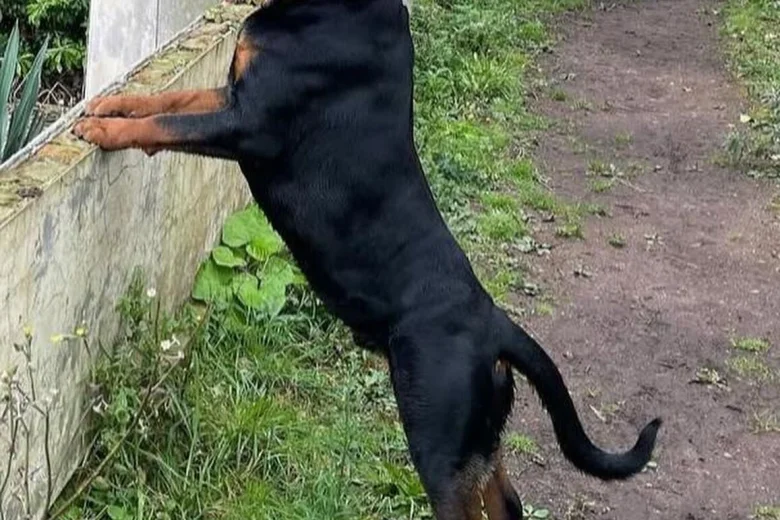 Rottweiler