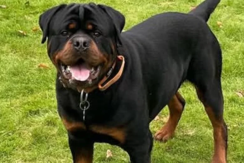 Rottweiler