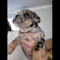 English Bulldog - Both