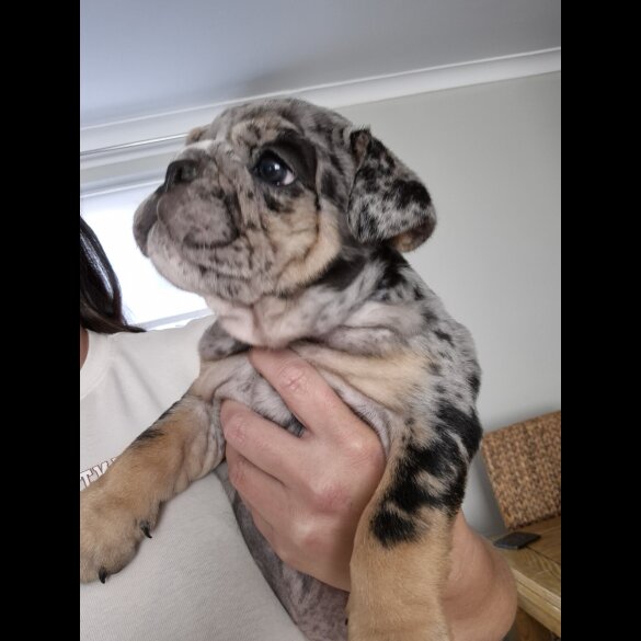 English Bulldog - Both