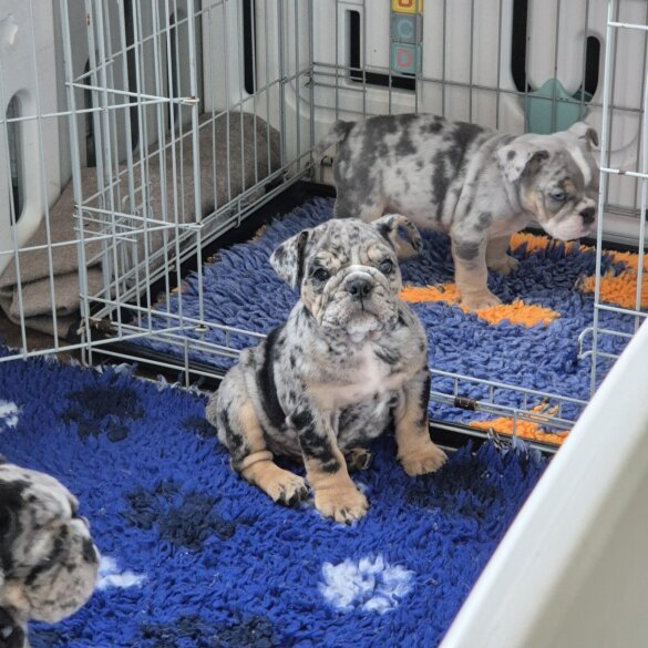 English Bulldog - Both