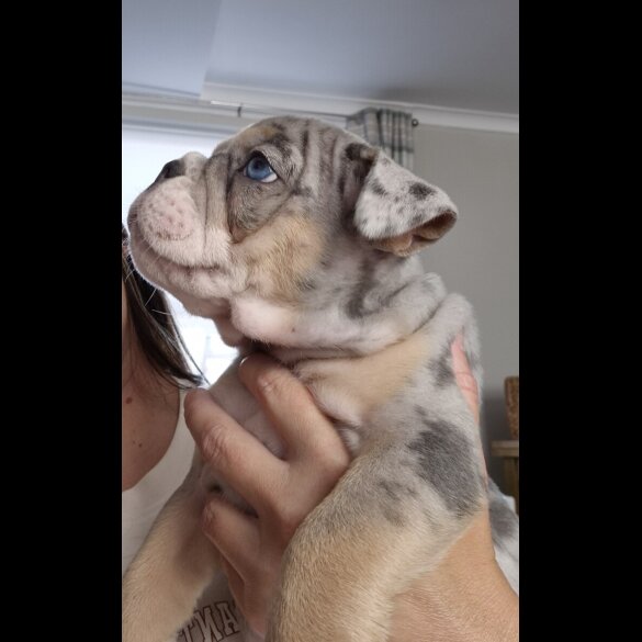 English Bulldog - Both