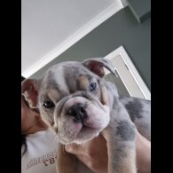 English Bulldog - Both