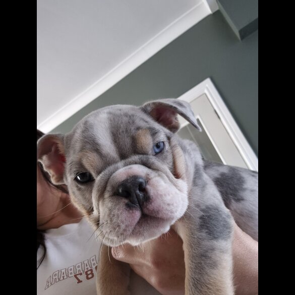 English Bulldog - Both