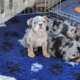 English Bulldog - Both