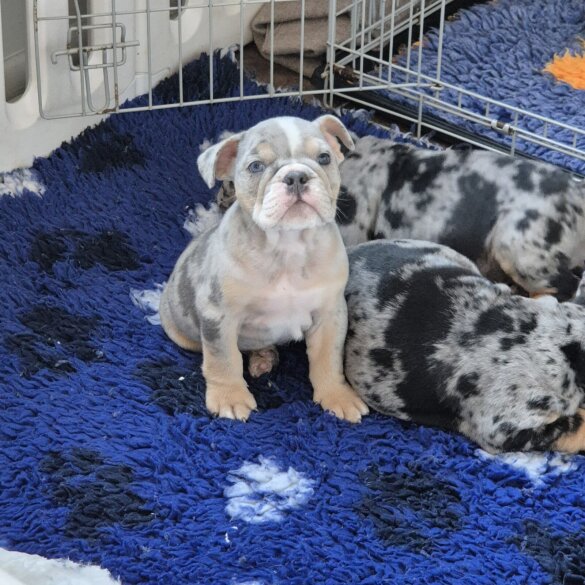 English Bulldog - Both