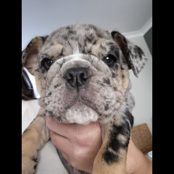 English Bulldog - Both