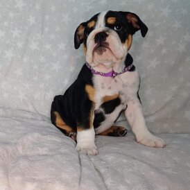 English Bulldog - Both