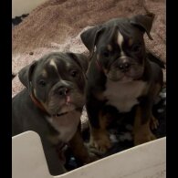 English Bulldog - Dogs