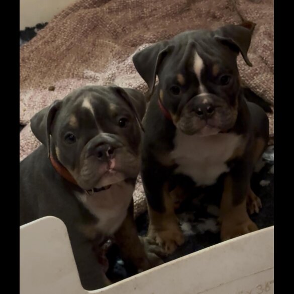 English Bulldog - Dogs