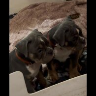 English Bulldog - Dogs