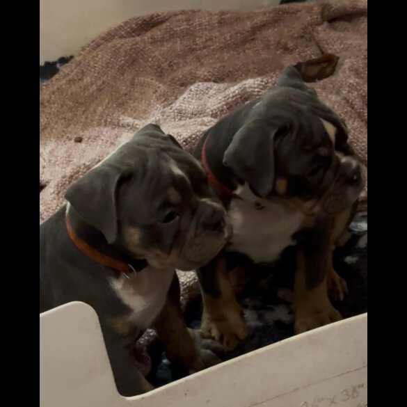 English Bulldog - Dogs