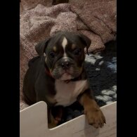 English Bulldog - Dogs