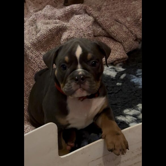 English Bulldog - Dogs