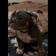 English Bulldog - Dogs