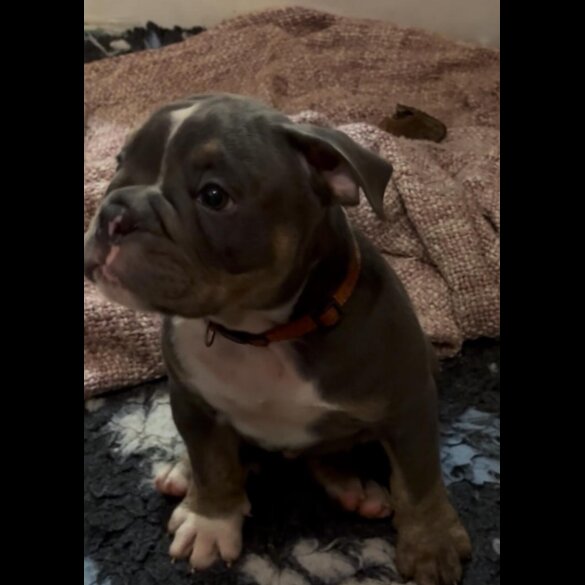 English Bulldog - Dogs