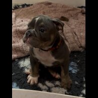 English Bulldog - Dogs