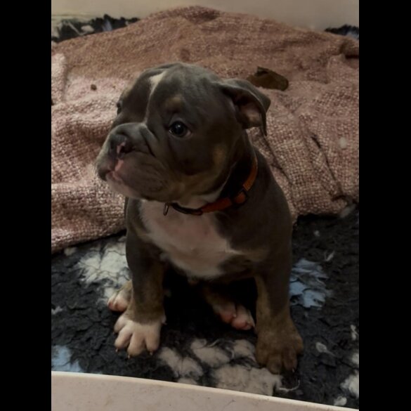 English Bulldog - Dogs