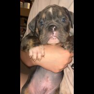 English Bulldog - Dogs