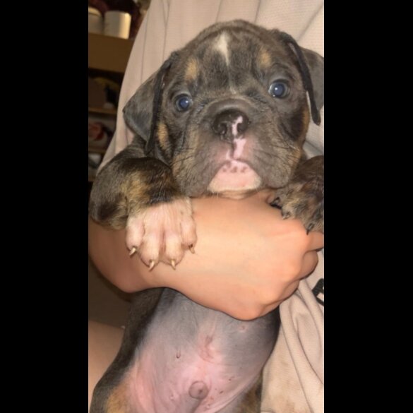 English Bulldog - Dogs