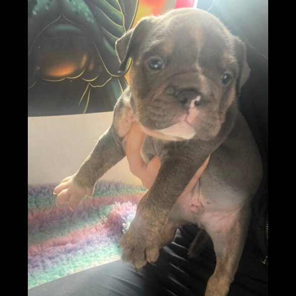 English Bulldog - Dogs