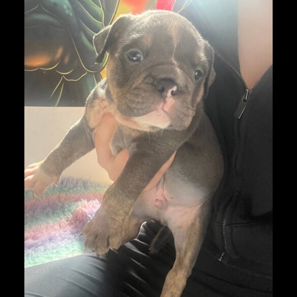 English Bulldog - Dogs