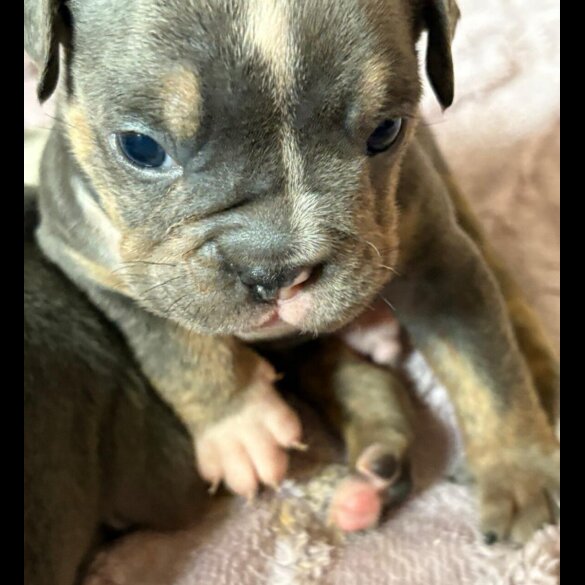 English Bulldog - Dogs