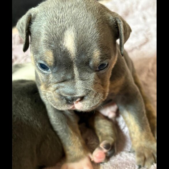English Bulldog - Dogs