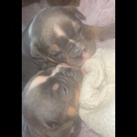 English Bulldog - Dogs