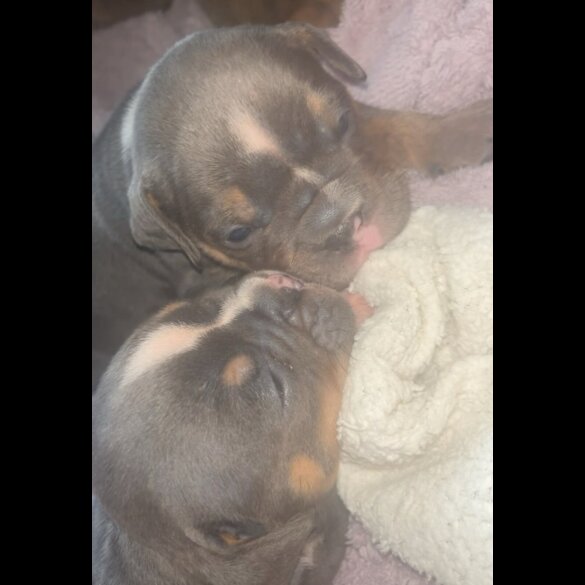 English Bulldog - Dogs