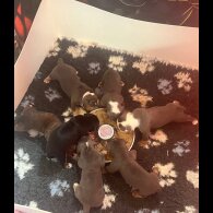 English Bulldog - Dogs
