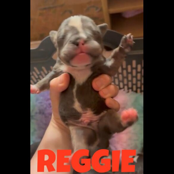 English Bulldog - Dogs