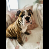 English Bulldog - Both