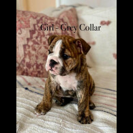 English Bulldog - Both