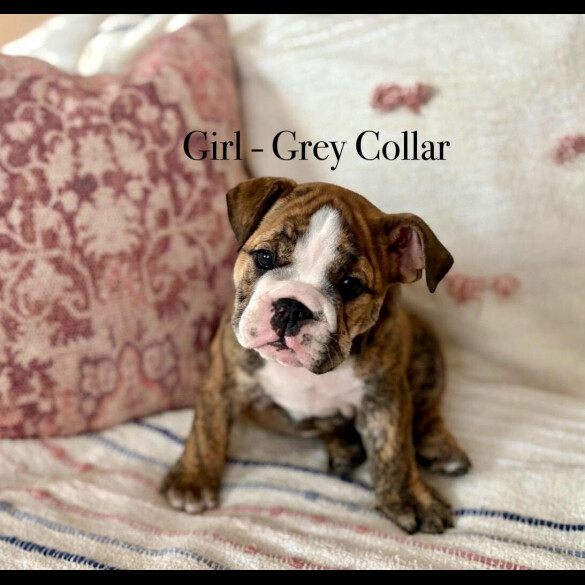 English Bulldog - Both