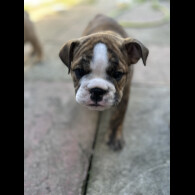 English Bulldog - Both