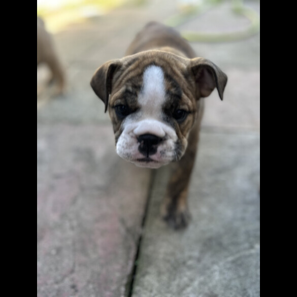English Bulldog - Both
