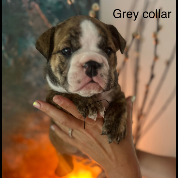 English Bulldog - Both