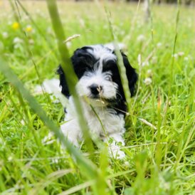 Cavapoo - Both