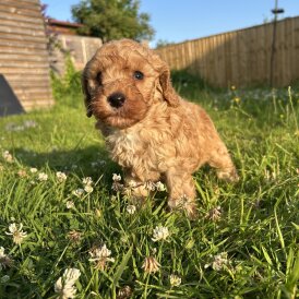 Cockapoo - Dogs