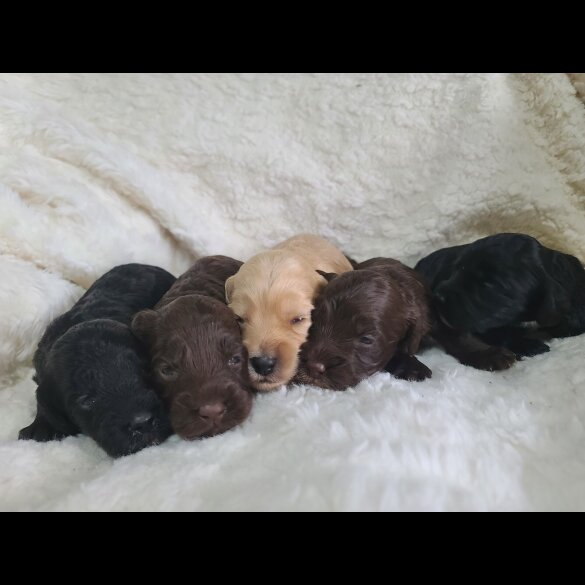 Cockapoo - Both