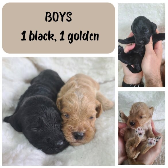 Cockapoo - Both